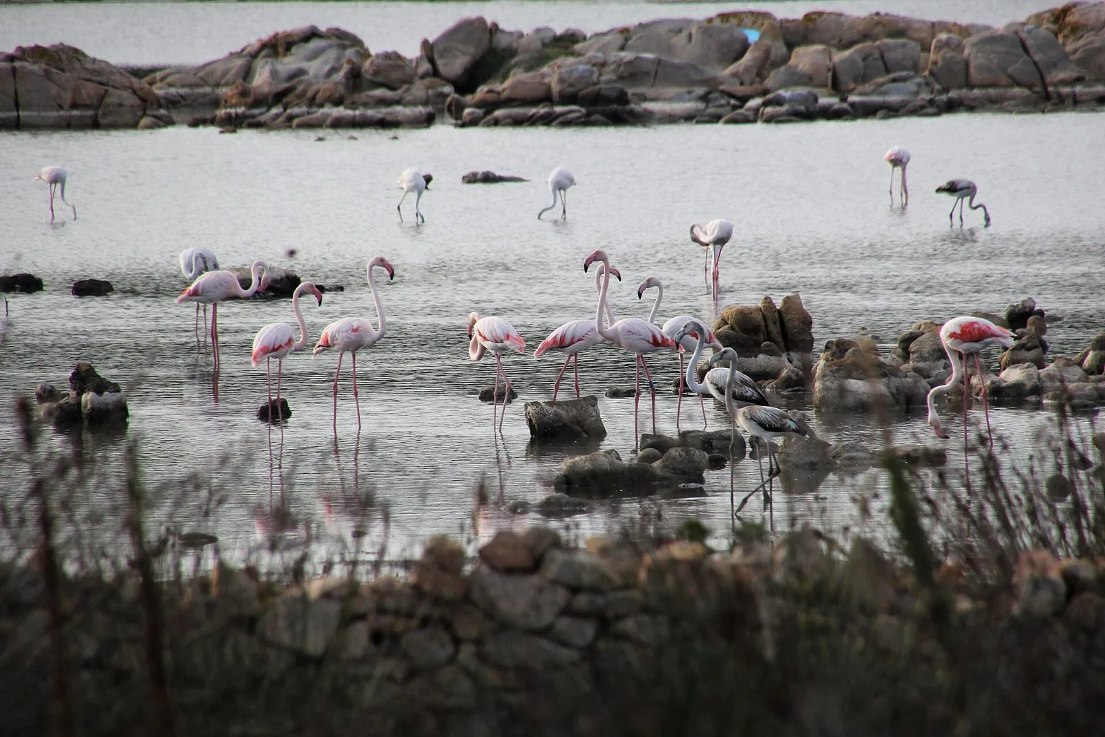 Gruppo di fenicotteri rosa tra gli scogli di granito nello stagno di Salina Bamba, nel territorio di San Teodoro