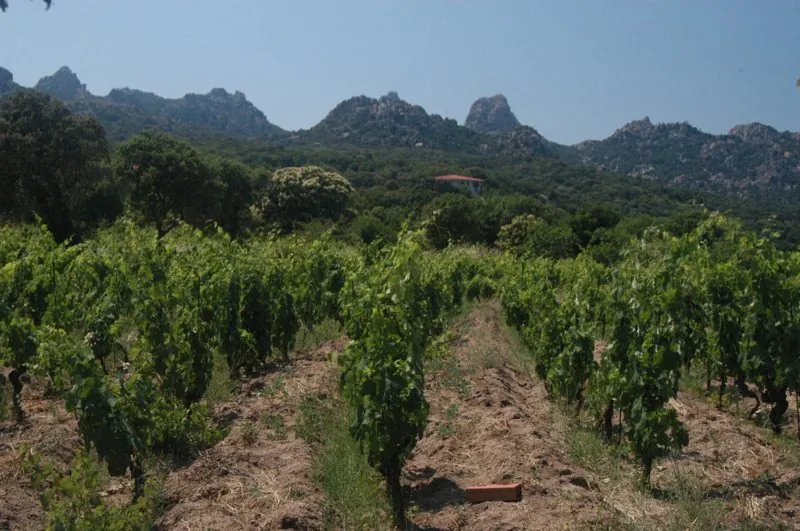 Filari di vite in Gallura nei pressi di Aggius, con colline granitiche e macchia mediterranea sullo sfondo